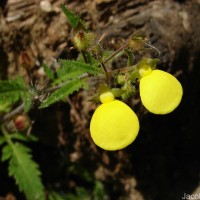 Calceolaria tripartita Ruiz & Pav.